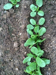 spinach in the greenhouse