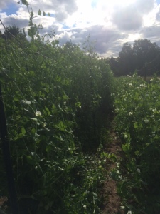 Peas as tall and as far as the eye can see.