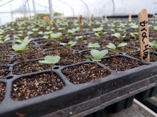 Broccoli seedlings with their first set of leaves